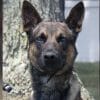 Heroic Dog Yoda
